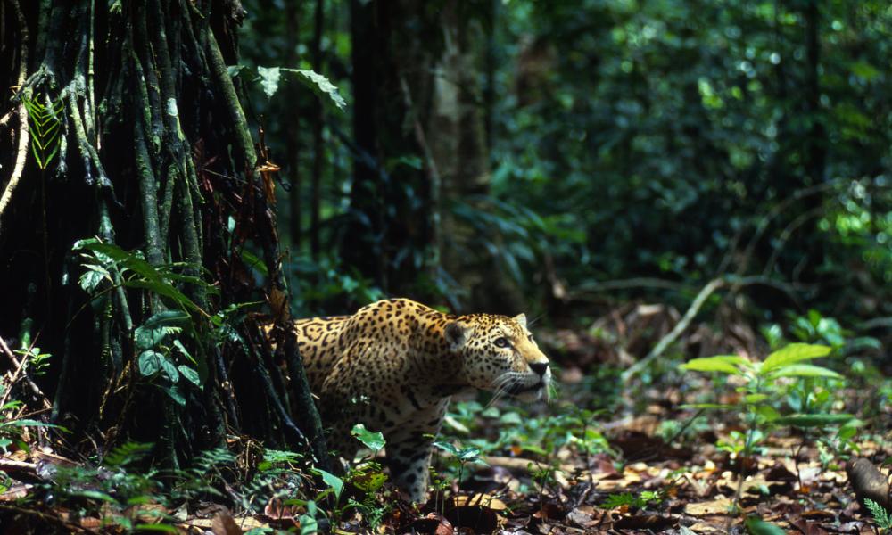 The Animals Of Peru